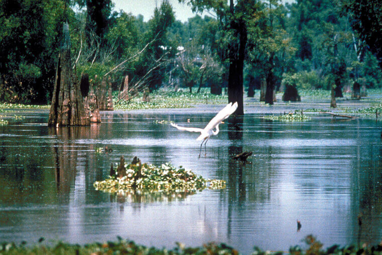 Atchafalaya Basin, Louisiana - Amos Moses by Jerry Reed