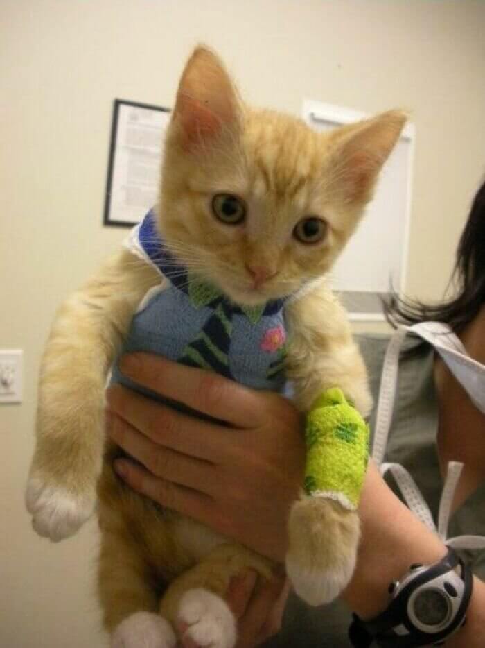 This Cat Is Better Dressed Than We Are Most Days