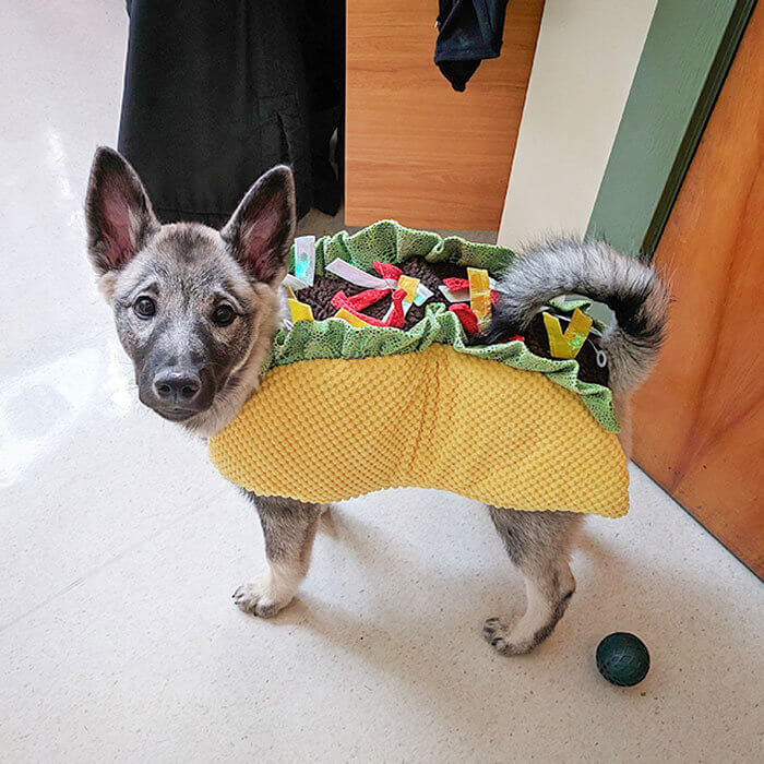We’ve Heard of the Taco Bell Dog, but This Is Ridiculous