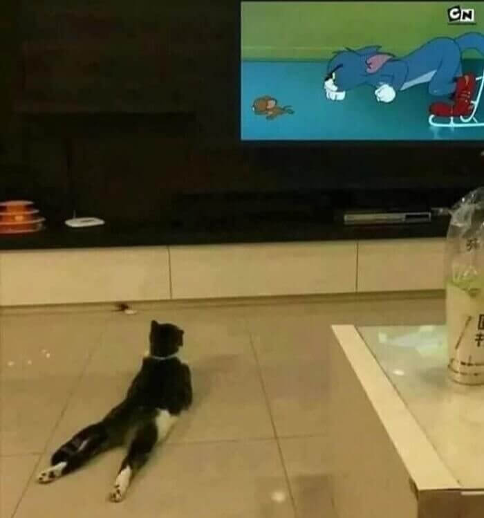 Even Kitty Cats Need To Lay Back And Enjoy Cartoons