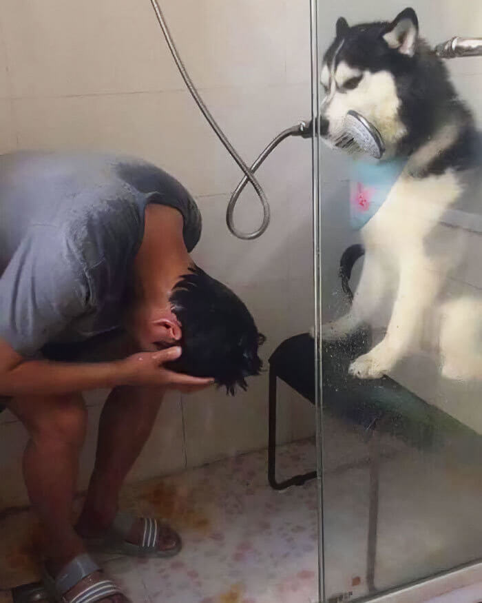 When The World Gets You Down, Take a Husky Shower