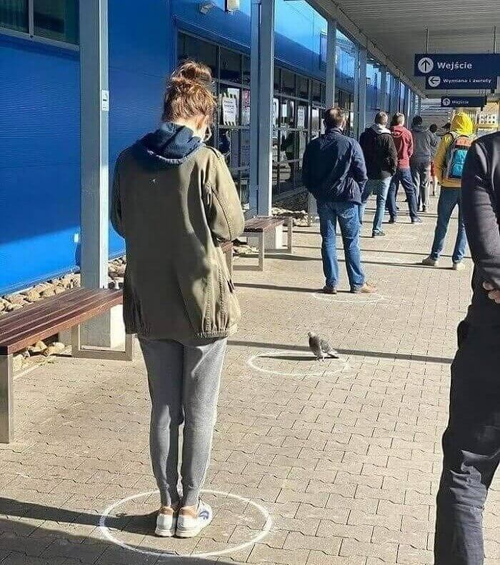 Pigeons Deserve A Spot In The Queue If They're Willing To Wait