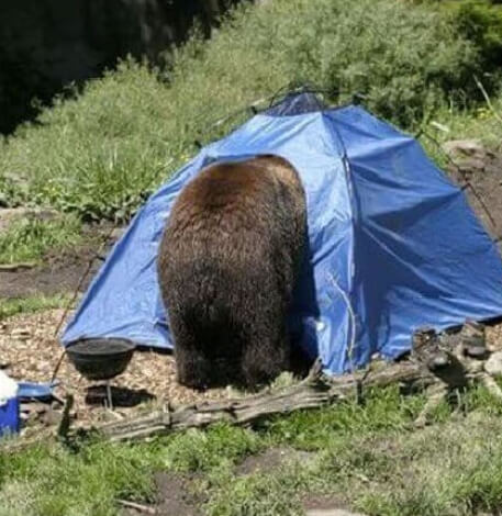 次の旅行を計画する前に、誰もが二度考えさせられるキャンプの写真