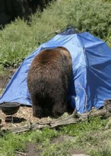 صور تخييم ستجعل أي شخص يفكر مرتين قبل التخطيط لرحلته القادمة