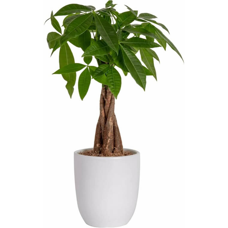 Costa Farms Money Tree - Easy Care Indoor Houseplant for Home & Office - Enjoy 20% Off!