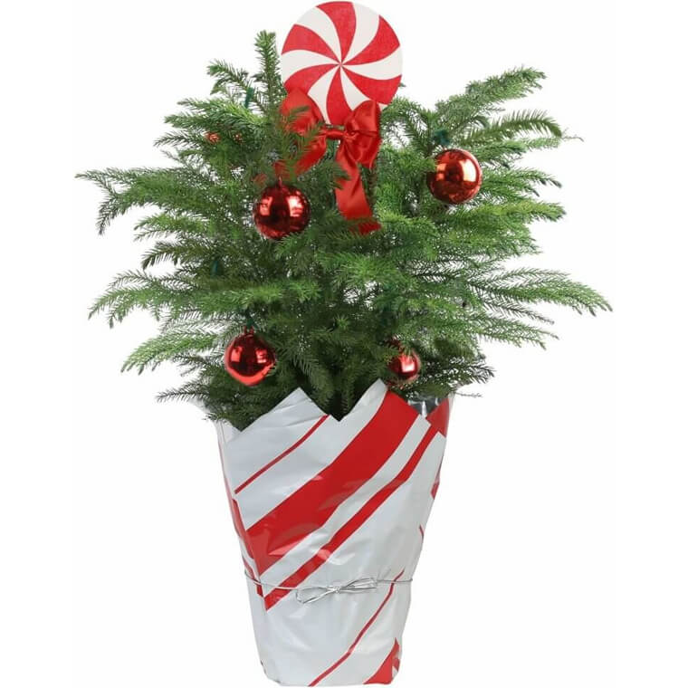 Costa Farms Christmas Tree – Perfect for Festive Decor! - Enjoy 20% Off!