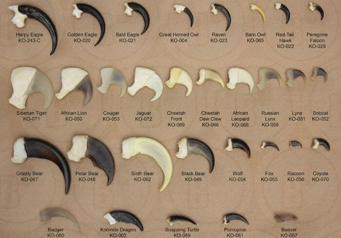 Eagle Claws  in Comparison With Mammalian Predators
