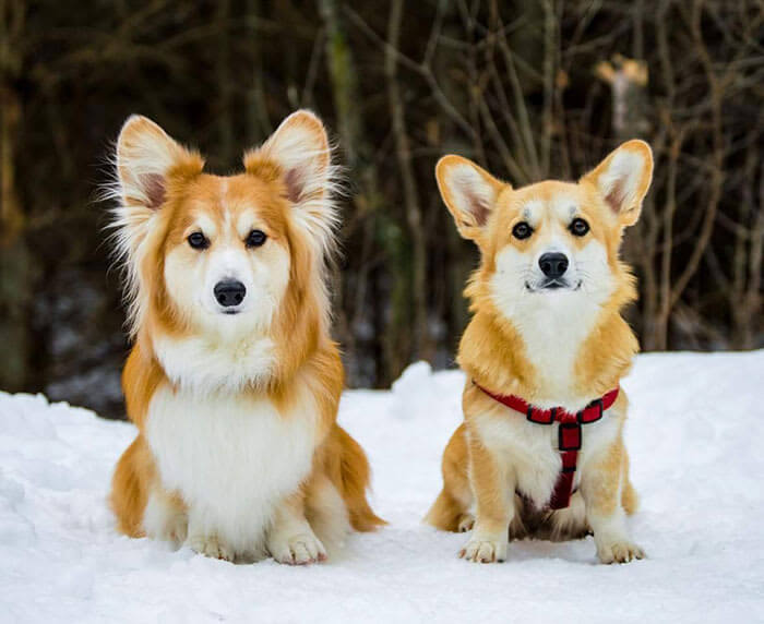 Fluffy Corgi vs. Regular Coat
