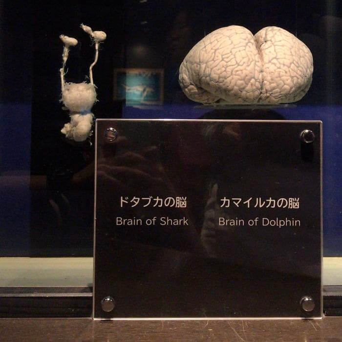 Brain of Shark vs. Brain of Dolphin