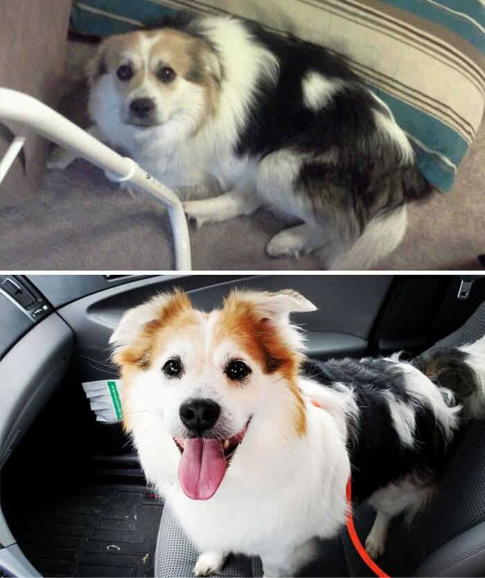 A Journey From Getting Adopted to Living Happily