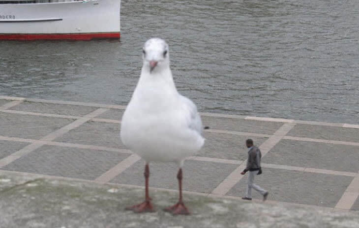 When Giant Seagull Attack