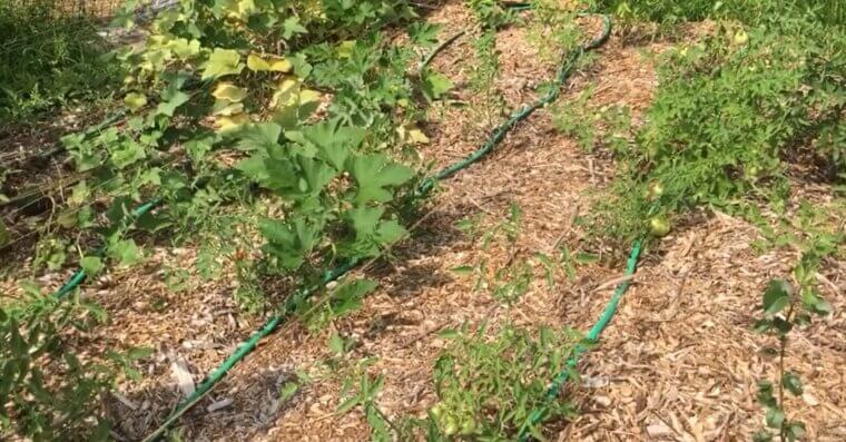 Turn a Hose Into a Drip Waterer