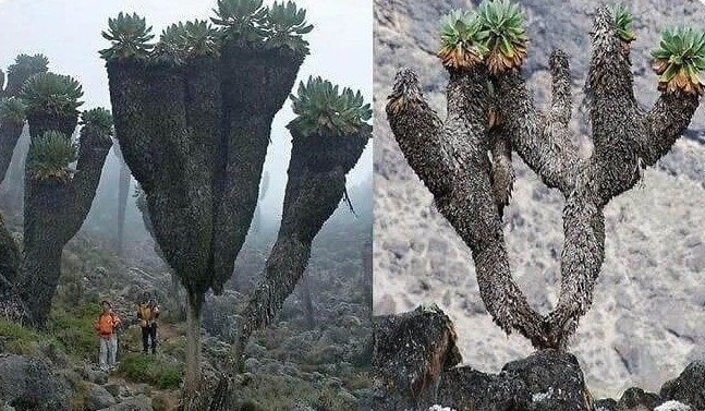 Prehistorische plant leeft op de top van de Kilimanjaro