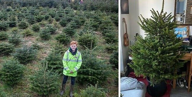 De geest van de voorbije kerstboom