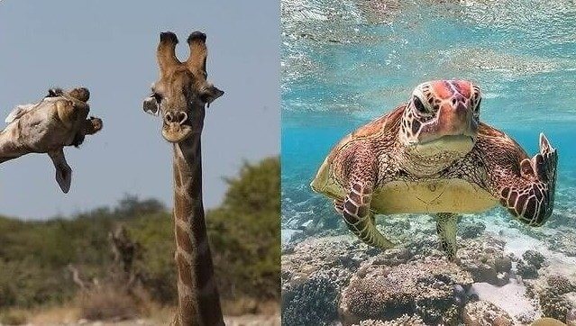 Prijzen voor Komische Dierenfotografie