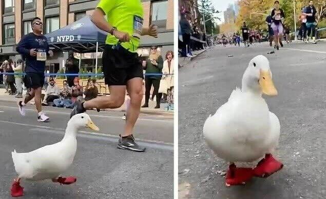 De eend die de marathon van New York liep