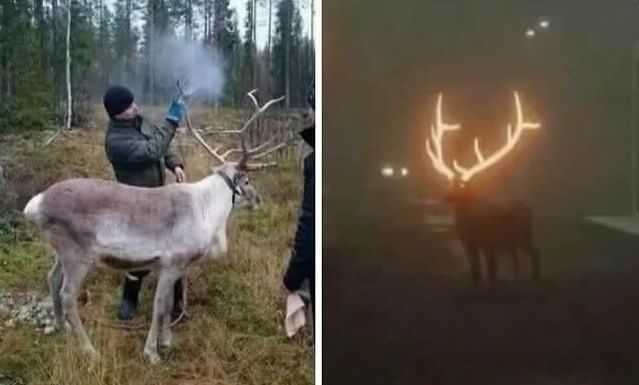 De rendieren gloeien in Finland