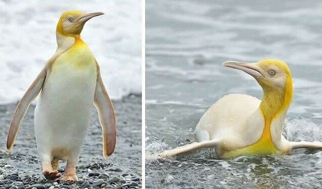 Gele pinguïn vastgelegd op camera