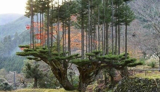De bomen groeien uit de bomen in Japan