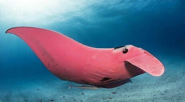 De enige roze Mantarog die er bestaat is vastgelegd op camera