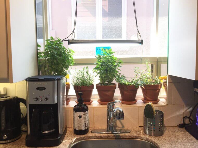 Grow Herbs or Veggies