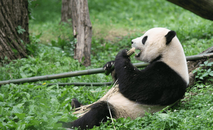 Giant Panda As A Loan