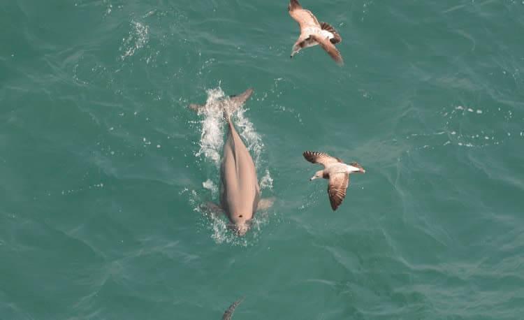 Chinese White Dolphins Are Often Pink