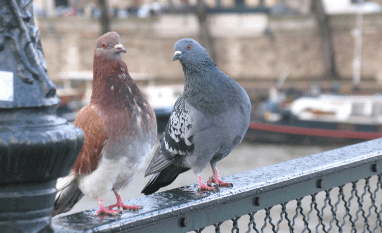 Trained Pigeons for the Army