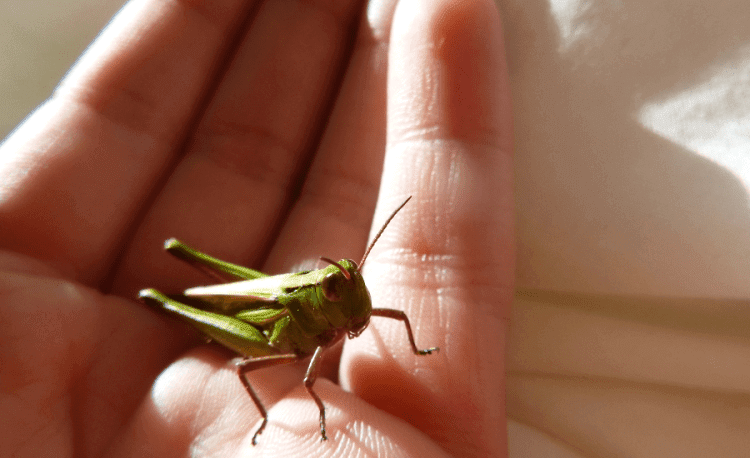 Keeping Crickets As Pets