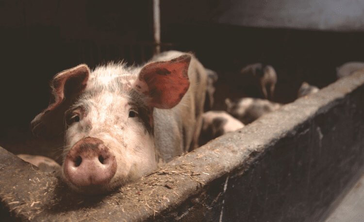 Half of the World's Pig Are In China
