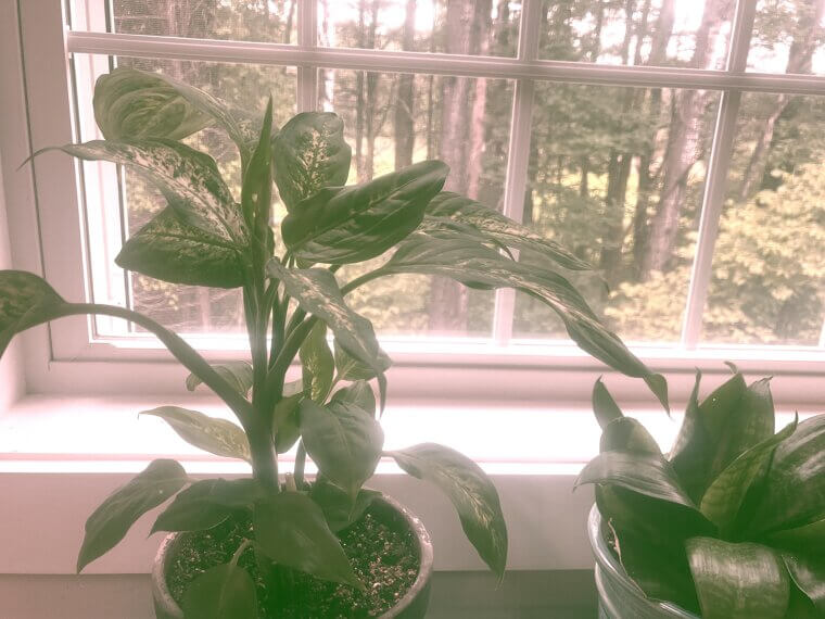 ​Collect Kitchen Water for Plants