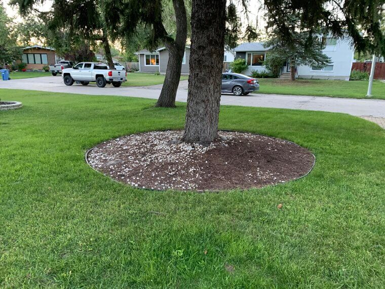 Plant a Tree in Your Yard