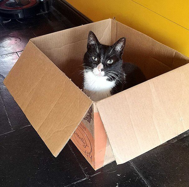 Kluge Menschen lieben Katzen
