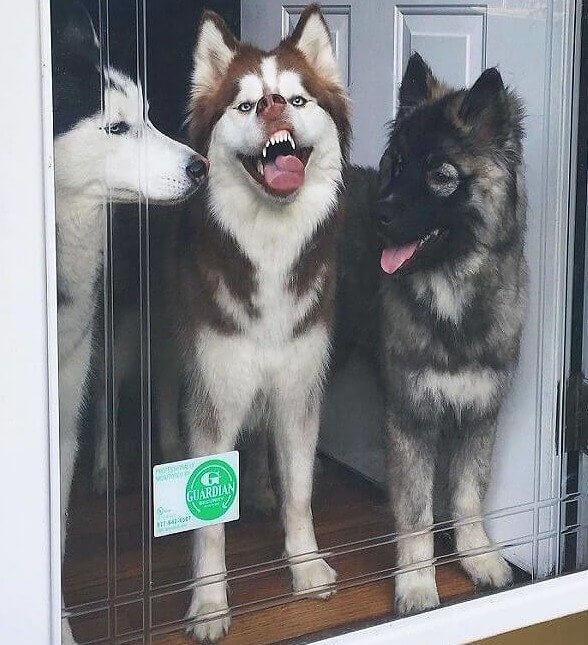 Kids Two Minutes After the Windows Get Cleaned
