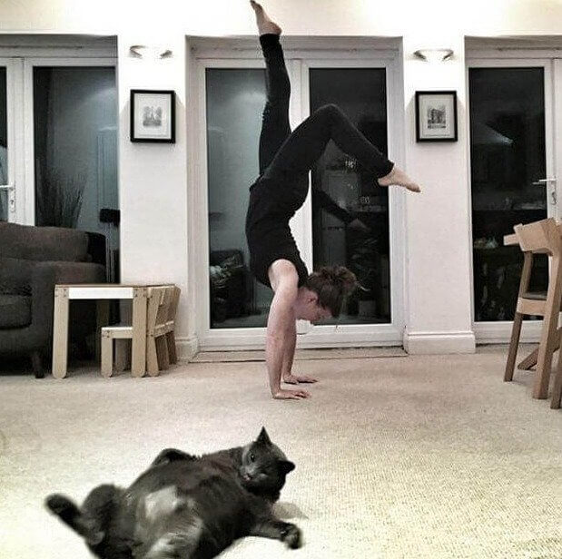 They Call This One the Upward Cat