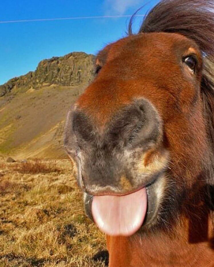 Sun's Out, Tongue's Out