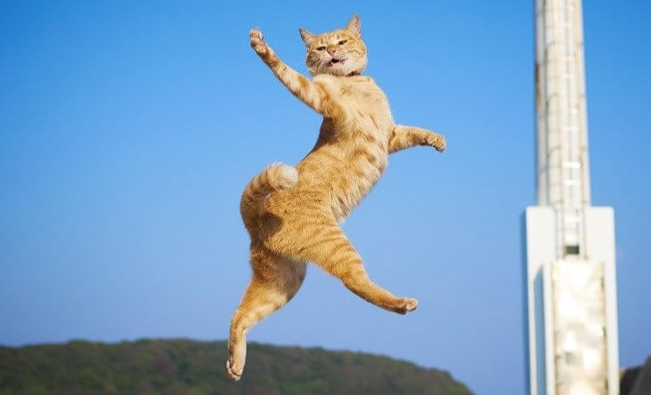 There Went All Nine Lives