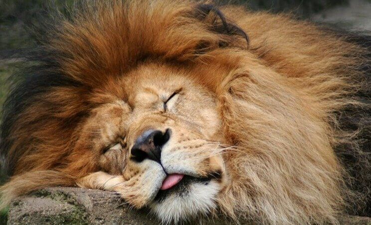 An Afternoon Snooze