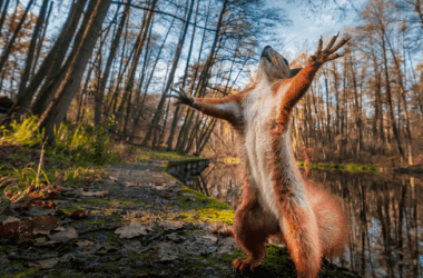 Funny Animal Photobombs That Made Us Love Them Even More