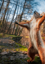 Funny Animal Photobombs That Made Us Love Them Even More