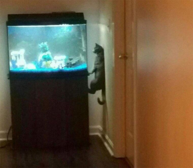 No Mission Is Impossible for a Hungry Cat