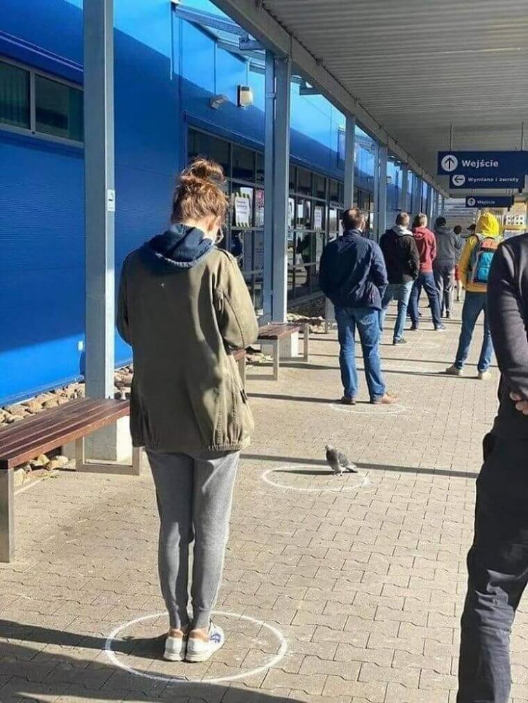 A Pigeon Showing More Consideration Than Some Humans Do