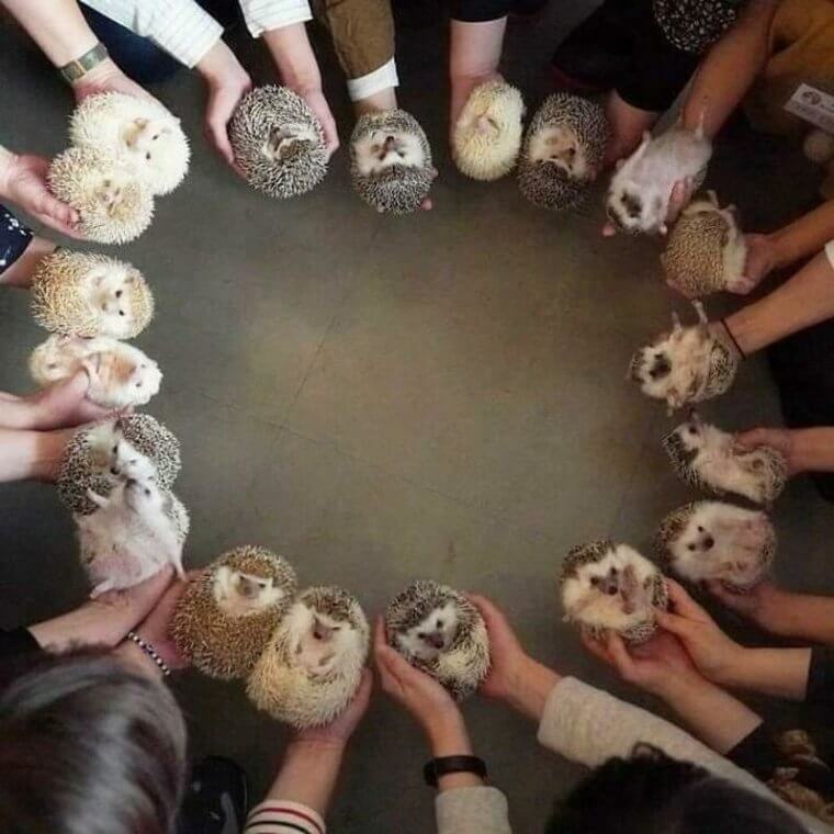 The Yearly Hedgehog Club Get Together