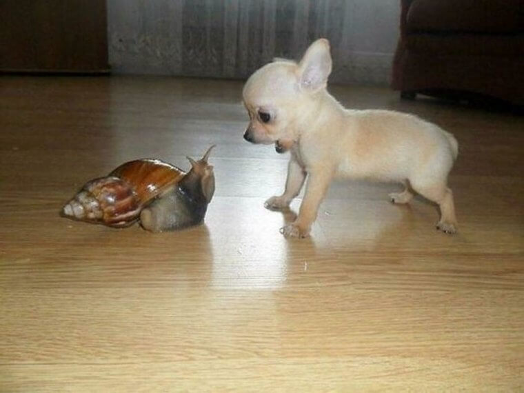 Is That a Ginormous Snail or a Ridiculously Small Dog?
