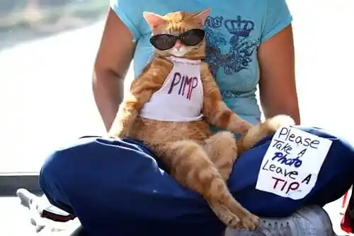 Purrfectly Dressed Cats in Vegas Steal the Show