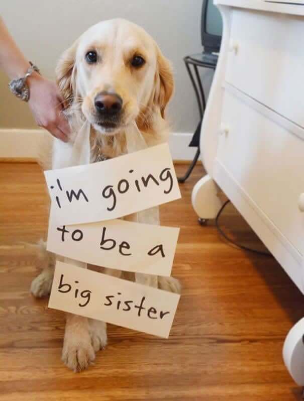 Barking Big Sister
