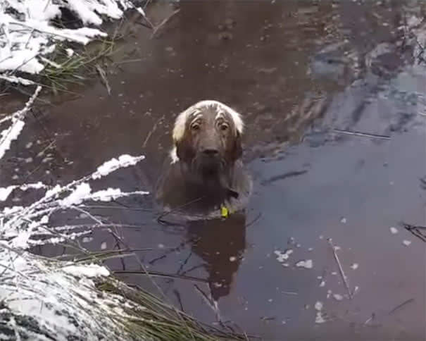 The Chocolate Lab Factory