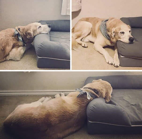 Another Expensive Pillow