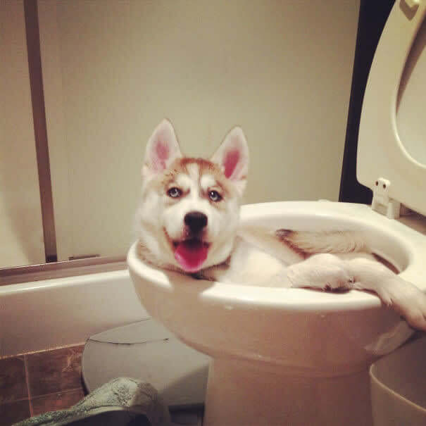 Just Hanging Out In A Toilet