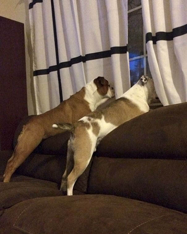 Who Is Smarter?